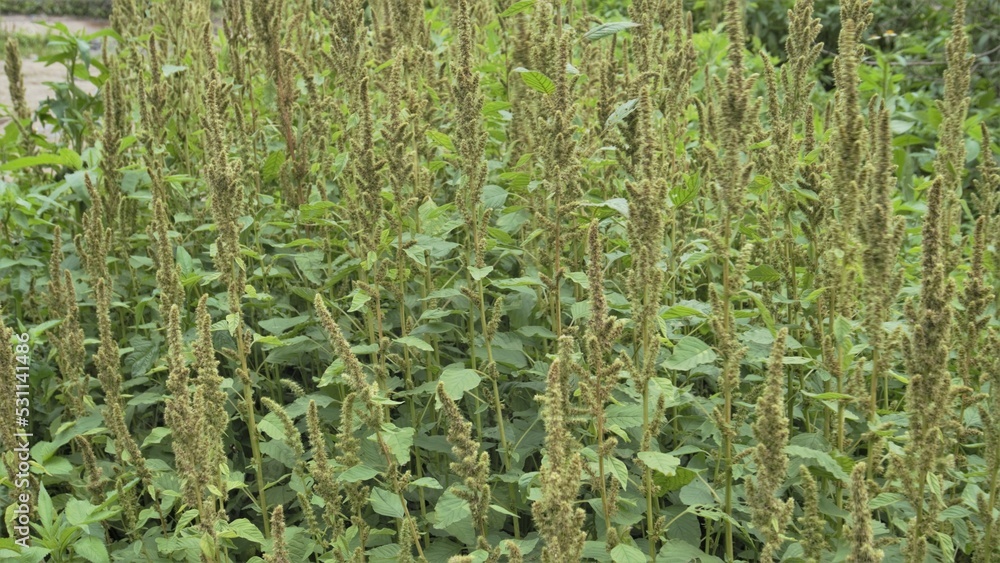 Αυτοκόλλητο Green plants and flowers of Amaranthus powellii also known as Powells amaranth, pigweed, smooth, Green amaranth