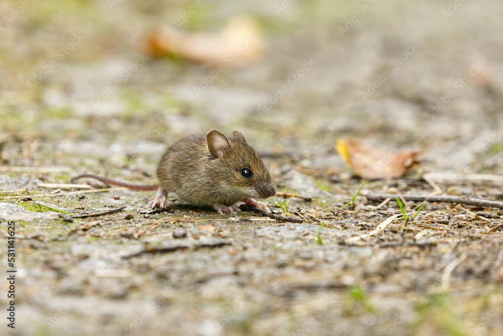 House mouse (Mus musculus) on the ground. House mouse (Mus musculus) on the ground.