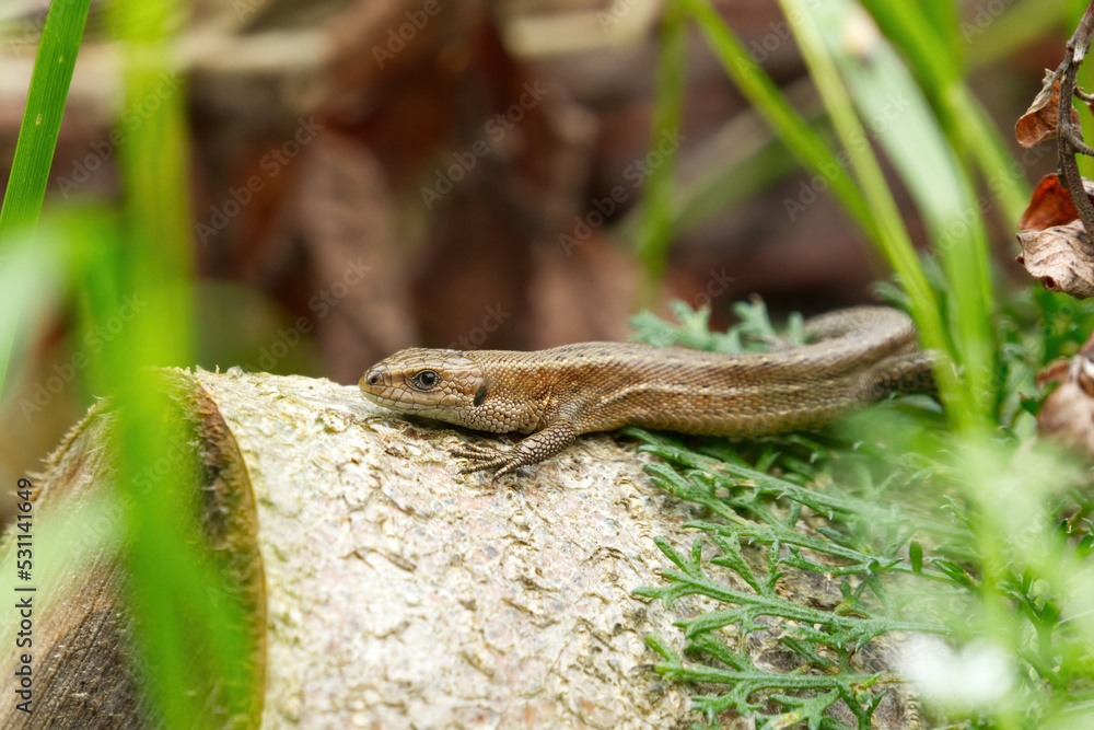 Viviparous lizard, or common lizard, (Zootoca vivipara) basking on a log. Viviparous lizard, or common lizard, (Zootoca vivipara) basking on a log.