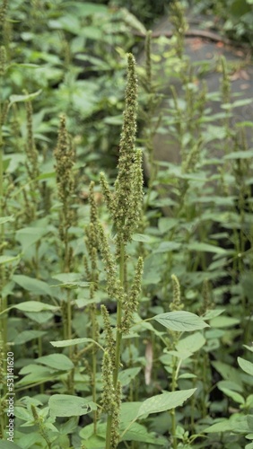 Green plants and flowers of Amaranthus powellii also known as Powells amaranth, pigweed, smooth, Green amaranth. photo