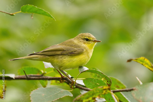 Willow warbler (Phylloscopus trochilus) sitting on a branch.