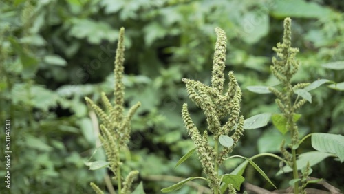 Obraz na płótnie Green plants and flowers of Amaranthus powellii also known as Powells amaranth, pigweed, smooth, Green amaranth