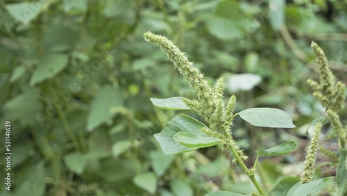 Green plants and flowers of Amaranthus powellii also known as Powells amaranth, pigweed, smooth, Green amaranth.