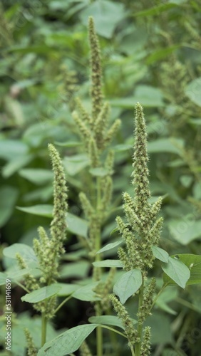 Green plants and flowers of Amaranthus powellii also known as Powells amaranth, pigweed, smooth, Green amaranth. photo