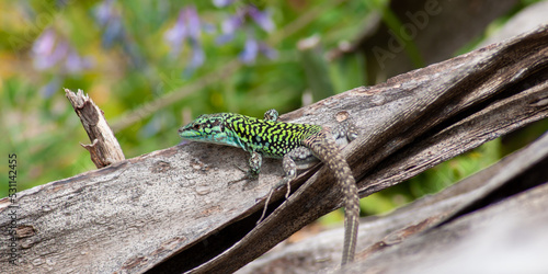 Lizard sitting on tree. Green gecho. photo