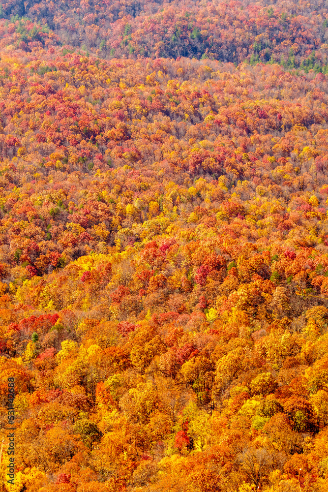 Fall foliage - mountainside full of trees in orange and yellow. Portrait orientation.