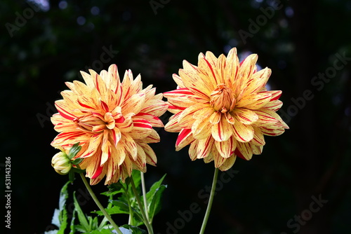 Dahlia Flowers photo