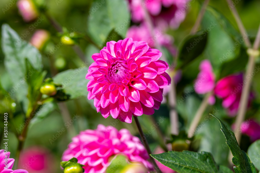 Dahlia Flowers Dahlia Flowers