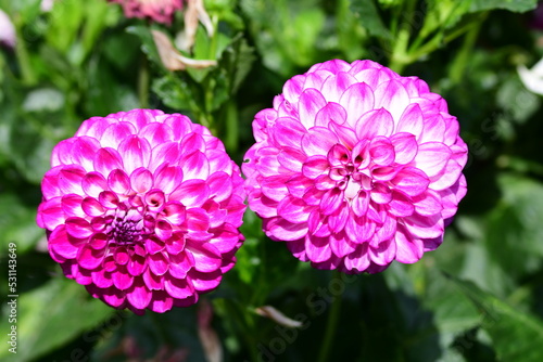 Dahlia Flowers