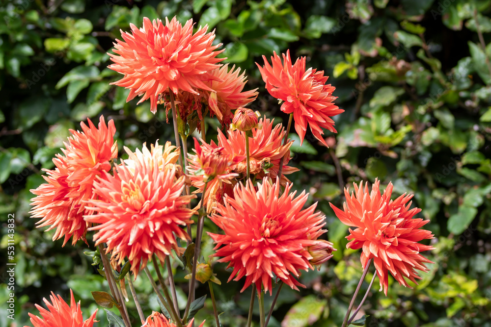 Dahlia Flowers Dahlia Flowers