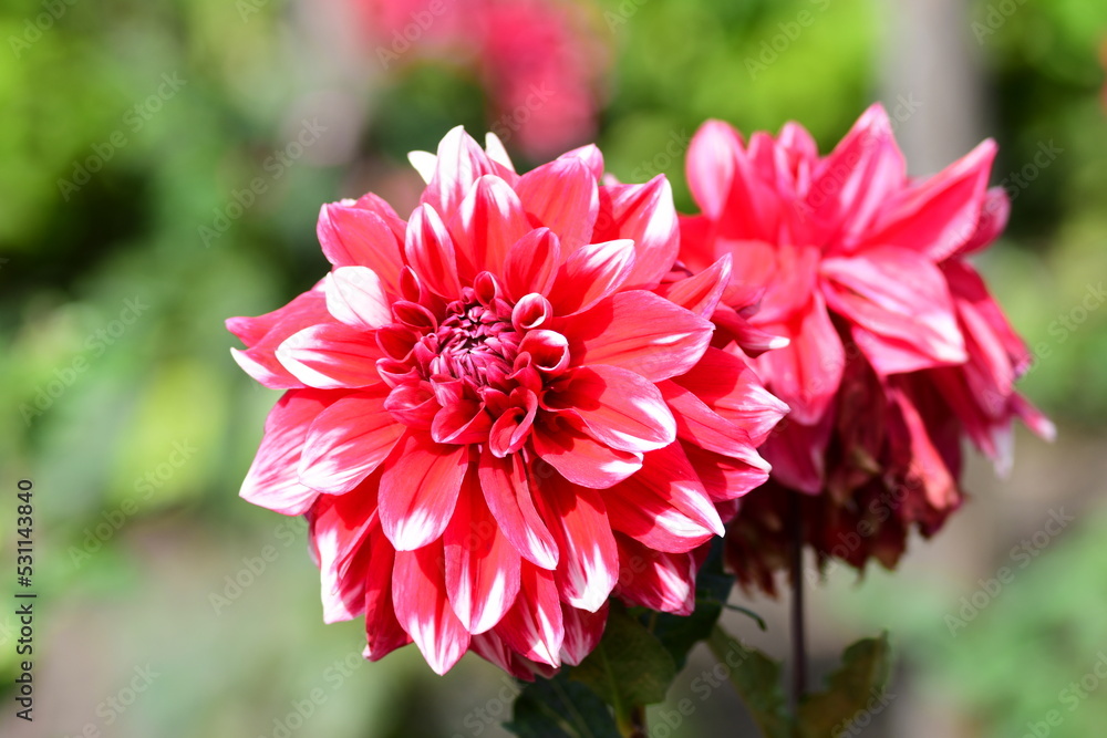 Dahlia Flowers