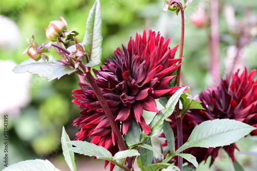 Dahlia Flowers photo