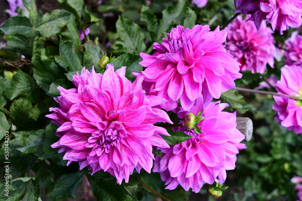 Dahlia Flowers
