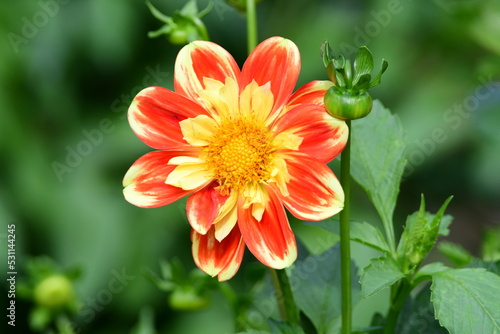 Obraz na płótnie Dahlia Flowers w salonie
