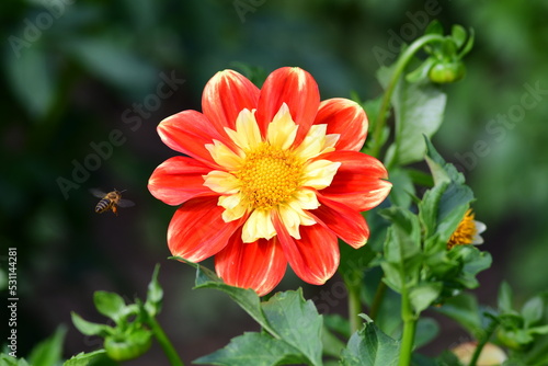 Dahlia Flowers