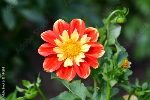 Obraz na płótnie Dahlia Flowers w salonie