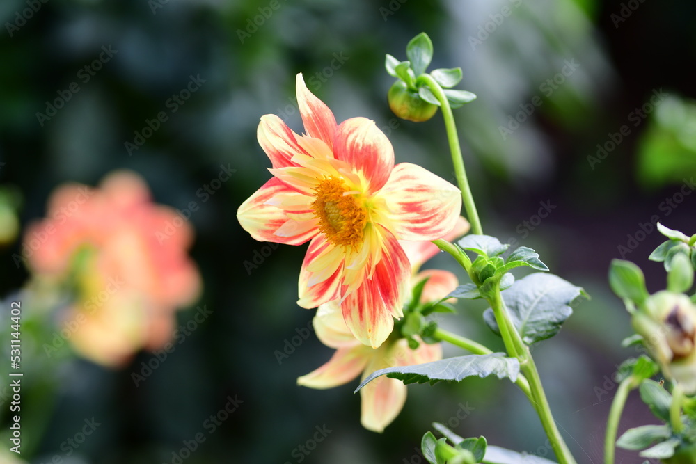 Dahlia Flowers