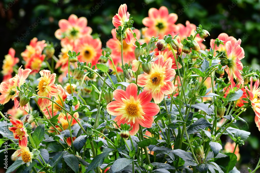 Dahlia Flowers