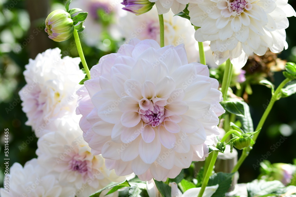 Dahlia Flowers