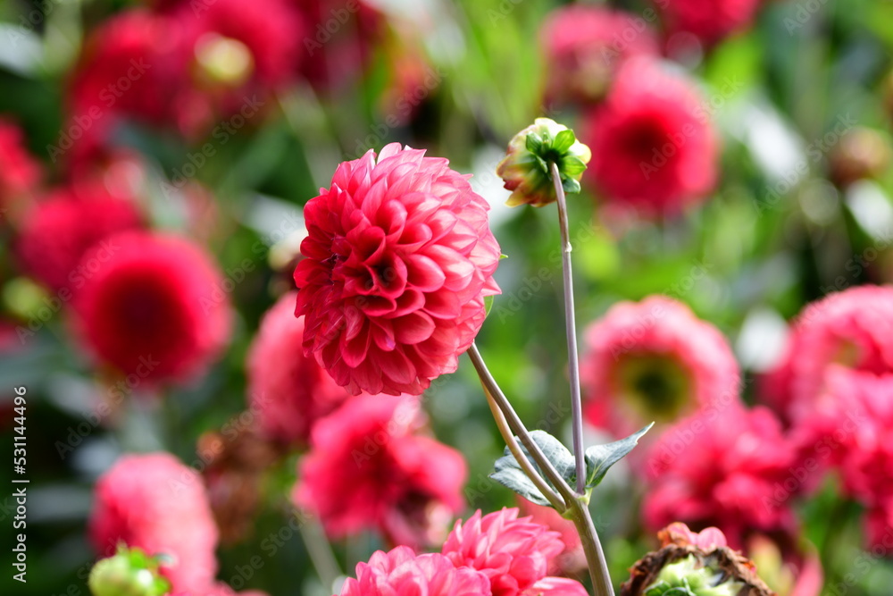 Dahlia Flowers