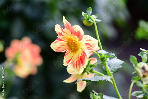 Obraz na płótnie Dahlia Flowers w salonie