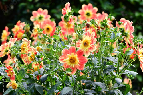 Obraz na płótnie Dahlia Flowers w salonie