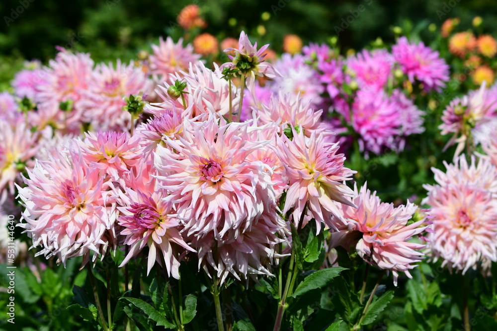 Dahlia Flowers