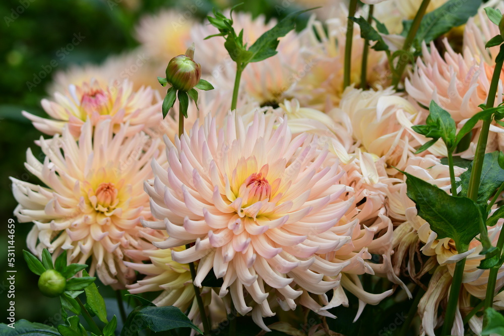 Dahlia Flowers