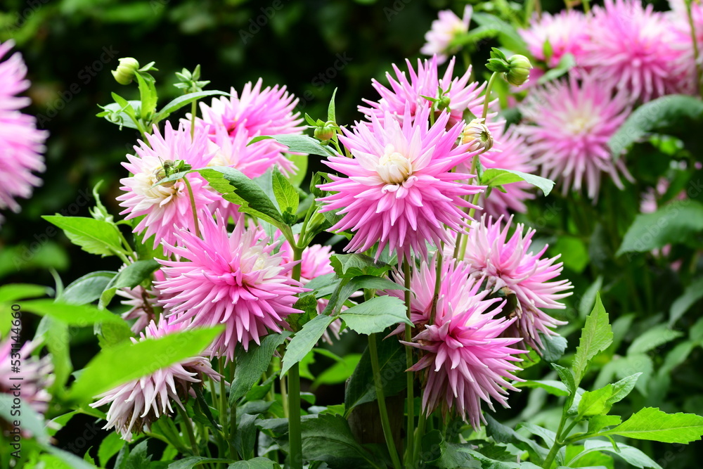 Dahlia Flowers