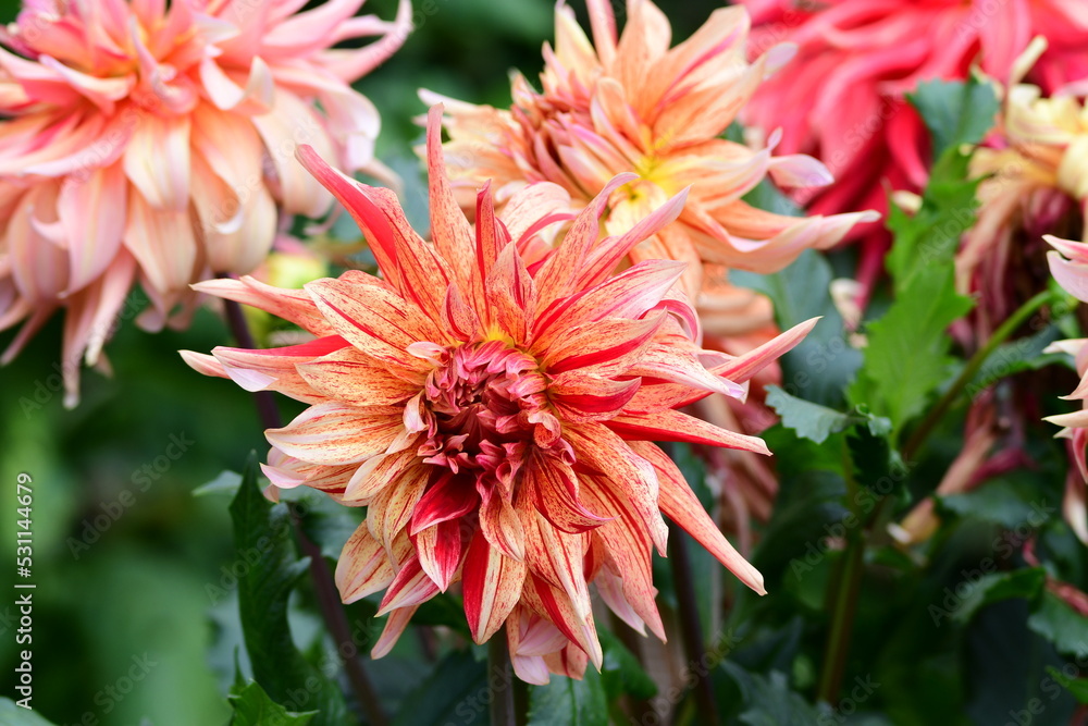 Dahlia Flowers