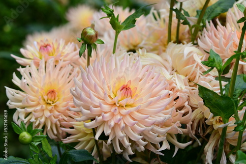 Obraz na płótnie Dahlia Flowers w salonie