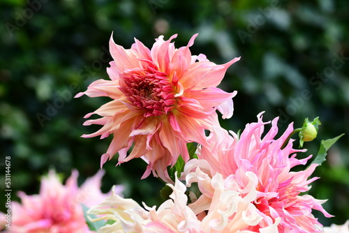 Dahlia Flowers photo