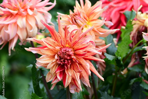 Obraz na płótnie Dahlia Flowers w salonie