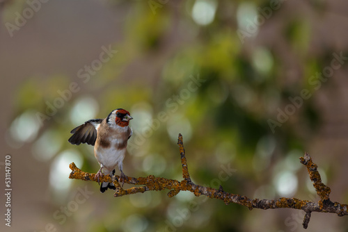 European goldfinch. (Carduelis carduelis). photo