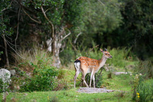 Portrait of a young fallow deer standing in the forest, Kerry, Ireland photo