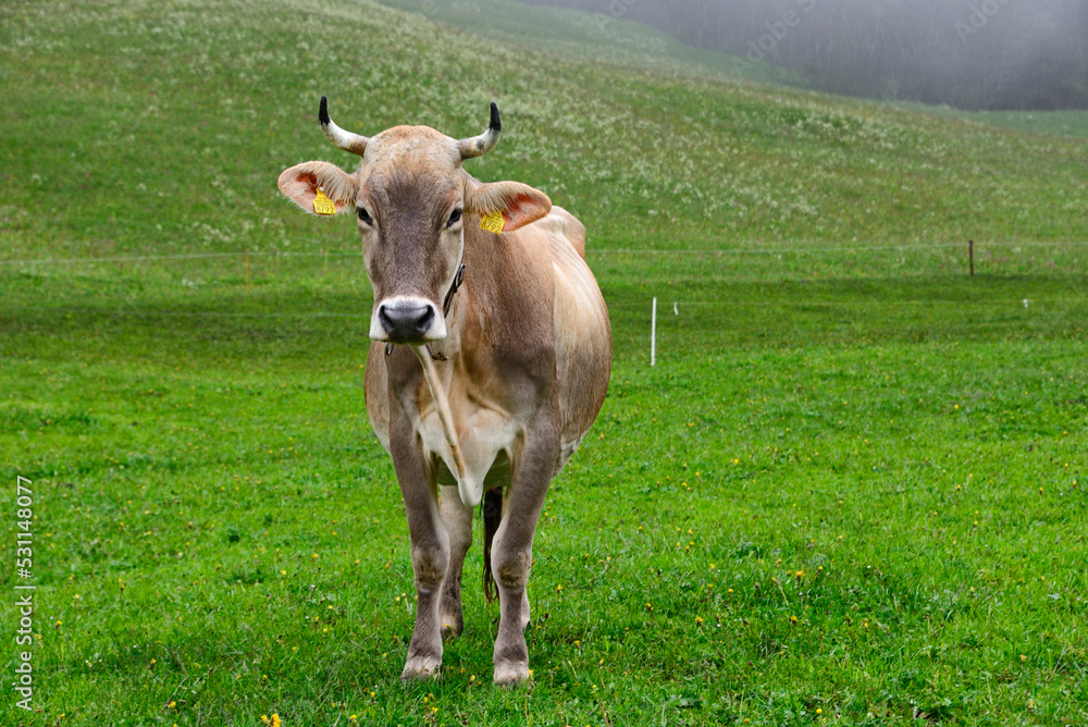 Swiss cow, high mountain pastures in Engelberg, central Switzerland, canton Obwalden, Switzerland, Europe Swiss cow, high mountain pastures in Engelberg, central Switzerland, canton Obwalden, Switzerland, Europe