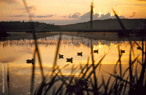 A spread of decoys at sunrise 