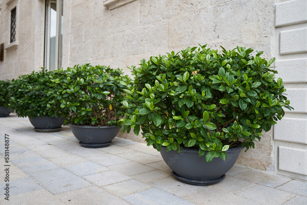 Outdoor plants in large pots near the building