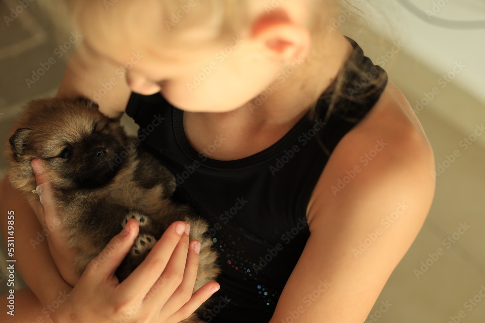 girl hugs pomeranian puppies. puppy sleep in the girl's arms. Small pomeranian 1 month old. Newborn Labrador puppies