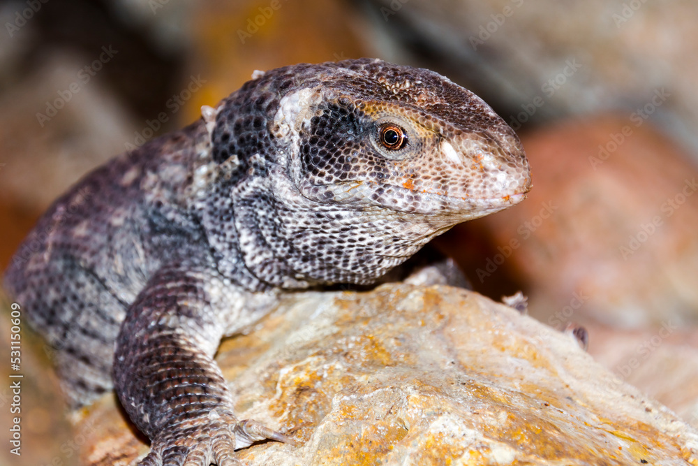 African savannah monitor lizard in a rocky area