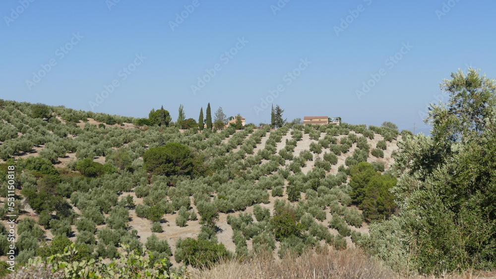Olive trees field in Andalucía