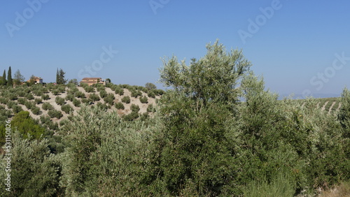 Olive trees field in Andaluc  a