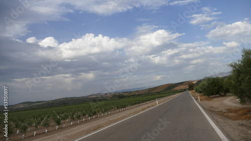 Olive trees field in Andaluc  a