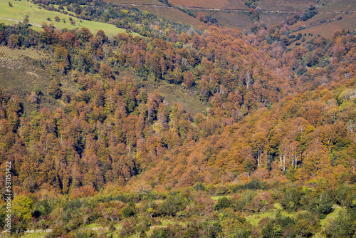 Paisaje de bosque en otoño con colores naranjas y verdes © VicPhoto