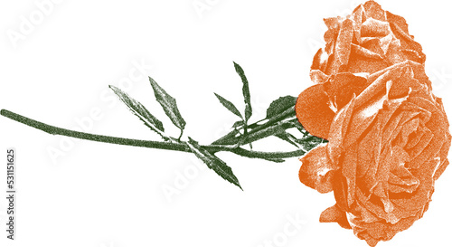 Fotografia isolated bohemian orange roses flower screen print