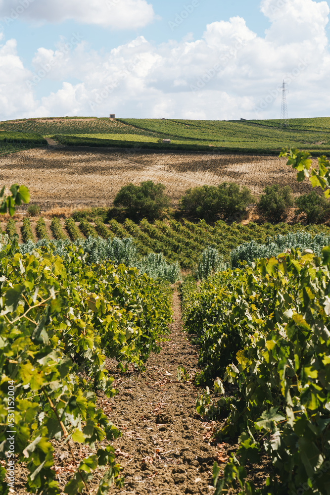 Amazing vast plantation of grape in Sicily, Marsala famous vine region in southern Italy