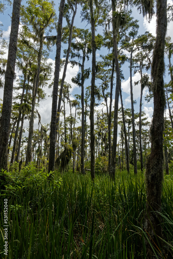 trees in the forest trees in the forest