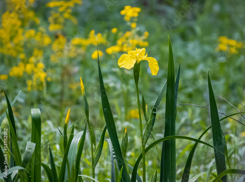 Yellow Iris growing in a wetland garden at Roswell Riverfront Park in Georgia.