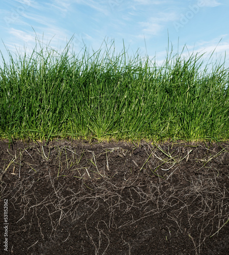 grass with roots and soil