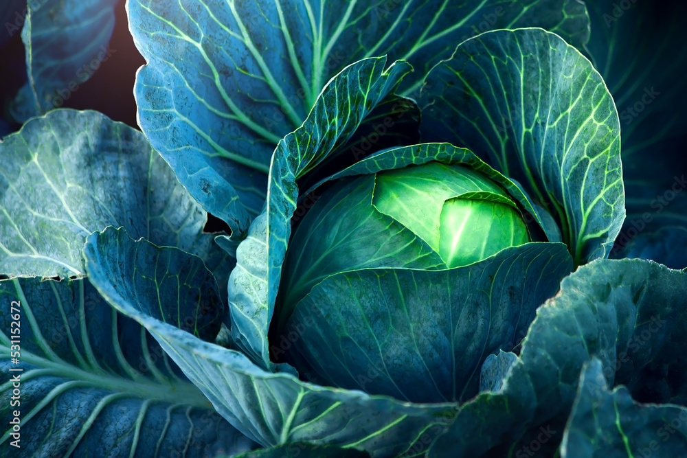 Obraz premium Fresh, white cabbage growing in a vegetable garden on a farm.